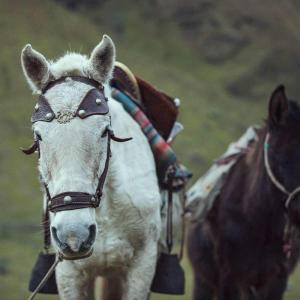 Swett besöker Lucilla och hennes hästar på Inkaleden