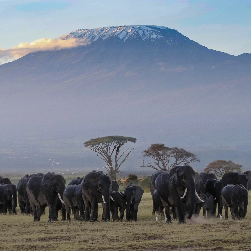 Kilimanjaro 800 x 800 (1) Kilimanjaro 800 x 800 (1)